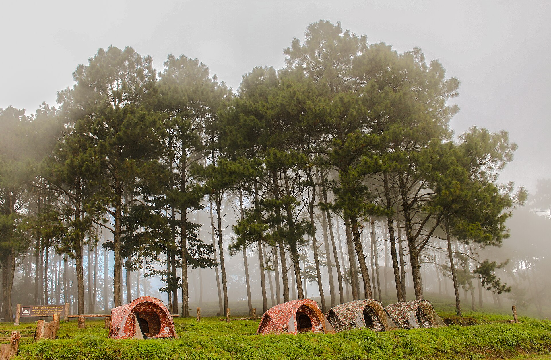 Tea plantations on the slopes of Doi Ang Khang
