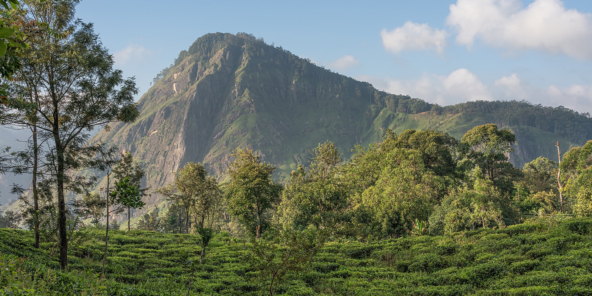 Little Adam's Peak trail through tea plantations near Ella, Sri Lanka